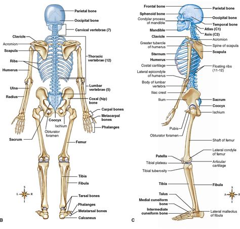 View 19 Human Skeleton Anterior And Posterior Views - pic-dink