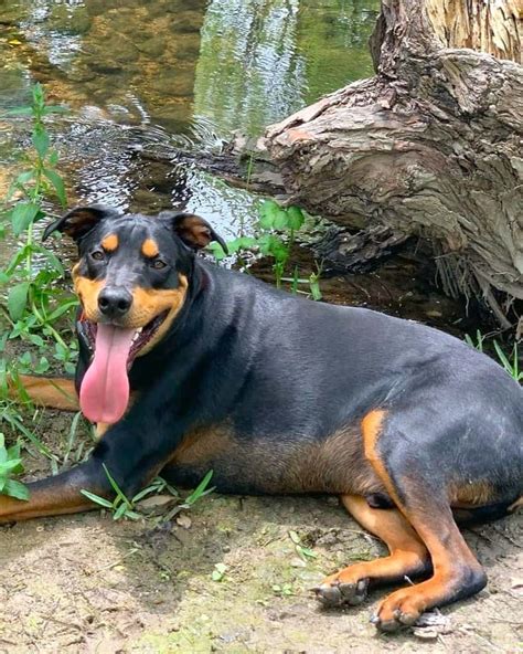 Rottweiler Hound Mix: Breed Info, Pictures, Facts & More