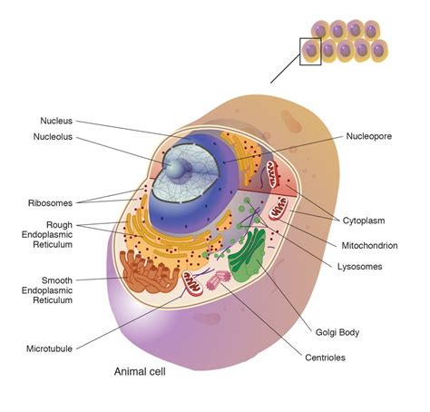 Genetic Makeup Of A Cell | Saubhaya Makeup