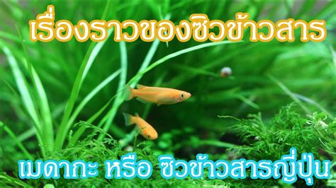 Rice Fish's Stories : เมดากะ หรือ ปลาซิวข้าวสารญี่ปุ่น | เนื้อหาทั้งหมด ...