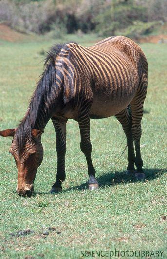 Zebra-Horse Hybrid - Stock Image Z943/0174 | Zorse, Horses, Rare animals