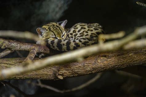 14 Mesmerising Margay Facts - Fact Animal