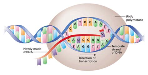 Genetics: Transcription and Translation - Owlcation