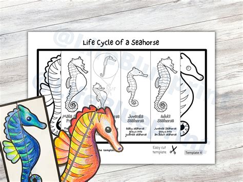 Foldable Seahorse Life Cycle Learning Activity for Kids Marine Life ...