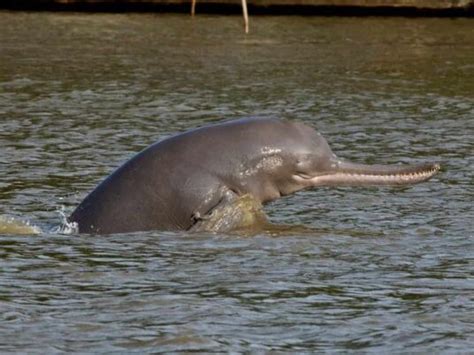 Endangered dolphins spotted in Ganga