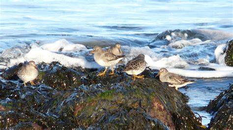 Turnstones & ? - Identify this - Wildlife - The RSPB Community