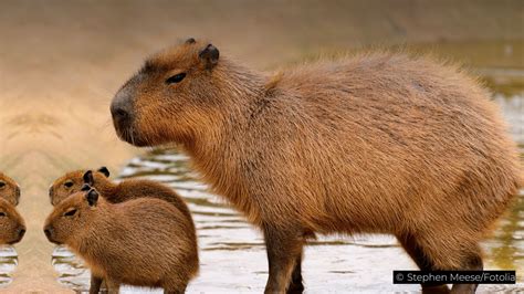 What Is the World's Largest Rodent? | Britannica