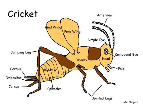 Bug Farm - Live Learning Lab