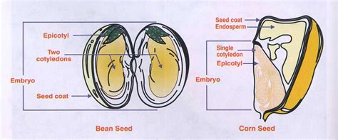 Difference Between Monocot seed and Dicot seed (Monocot Seed vs Dicot Seed)