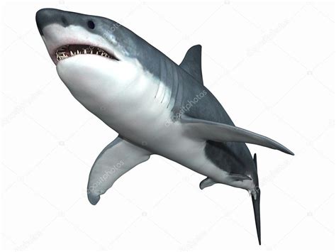 Great White Shark Stock Photo by ©Digitalstudio 2651262