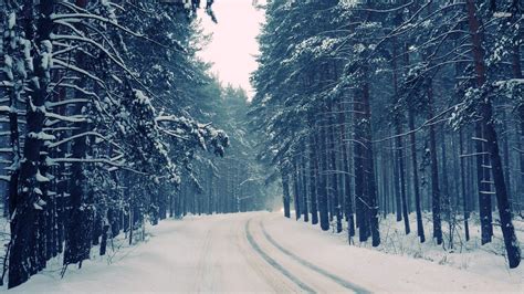 snow forest trail most beautiful | Snowy Forest Desktop Wallpaper ...