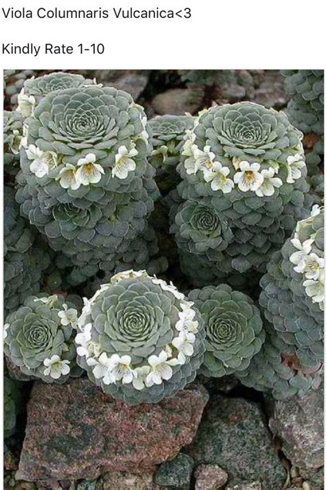 19 best { Desert and Semi-Arid Climate Gardens } images on Pinterest ...