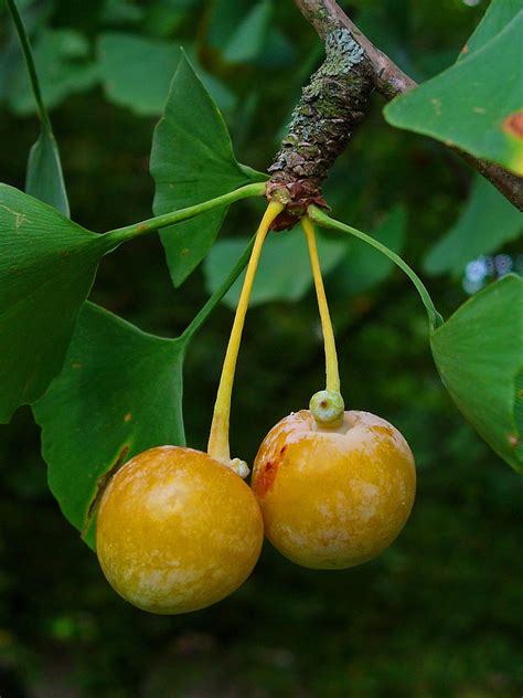 Ginkgoopsida (Ginkgo Trees) — The Biology Primer