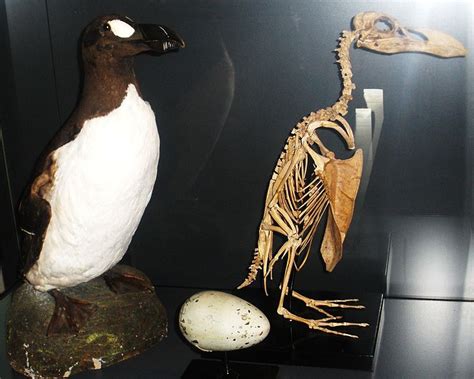 Scotland's Dodo: Extinct 1,500-Year-Old Great Auk Skeleton Found