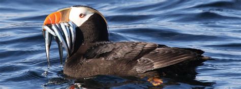 Seafood for Seabirds: Puffins and Other Birds Depend on Human Restraint