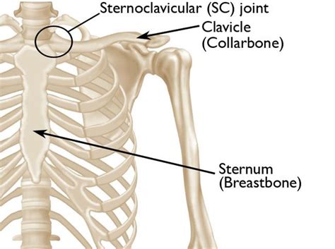 Sternoclavicular (SC) Joint Disorders - OrthoInfo - AAOS (2022)