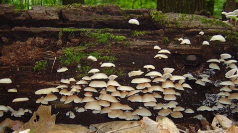 How To Make Your Own Mushroom Log - Homestead & Prepper