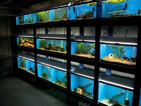 Aquarium Shop Open Near Me - beleuchtung aquarium