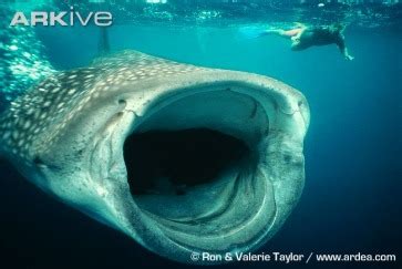 Diet - Aquatic Giants:The Blue Whale and the Whale Shark