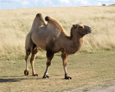 Bactrian Camel - Facts, Diet, Habitat & Pictures on Animalia.bio