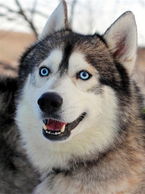 Unimaginably Stupefying Facts About the Alaskan Husky - DogAppy