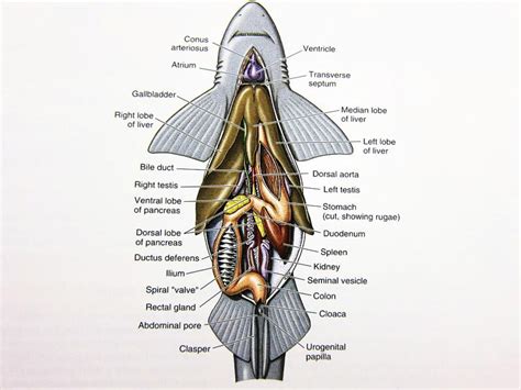 Spiny Dogfish Internal Anatomy Diagram