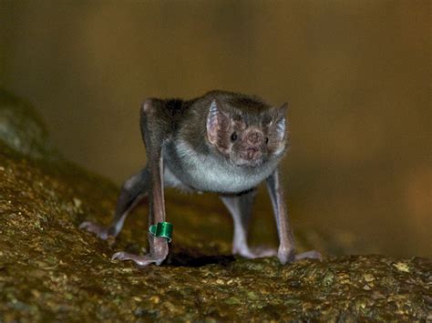 Vampire Bat Colony Care | North Carolina Zoo