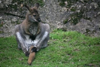 Wallabies — kidcyber