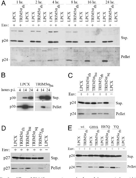 Capsid Proteins | Semantic Scholar