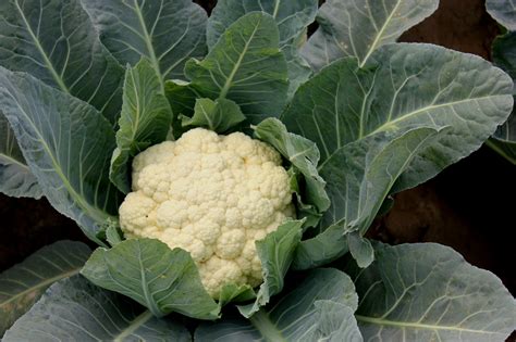 Snowball Cauliflower Seeds - Heirloom – Hometown Seeds