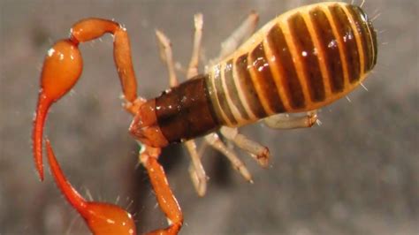 Interesting Pseudoscorpions Facts - YouTube