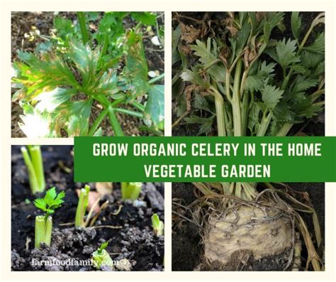 Grow Organic Celery in the Home Vegetable Garden - FarmFoodFamily