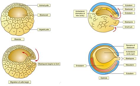 BIOLOGY FORM 6: EMBRYOLOGY