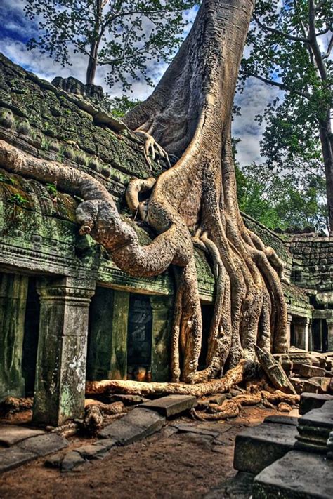 Angkor Wat, Cambodia | Unique trees, Places to go, Angkor wat