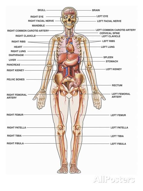 Female Human Body Diagram Of Organs