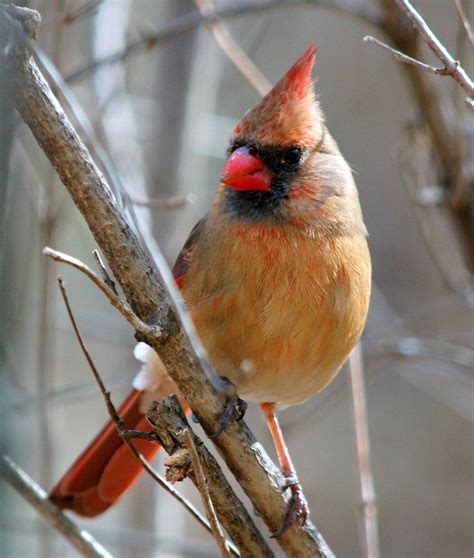 female cardinals - Google Search | Pet birds, Beautiful birds, Bird ...