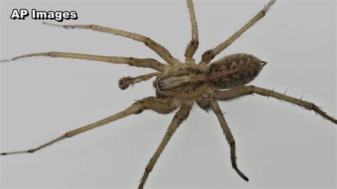 Texas News | What to do when you encounter a brown recluse spider ...