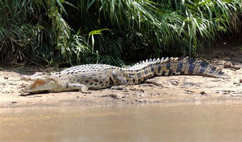 Saltwater Crocodile Habitat