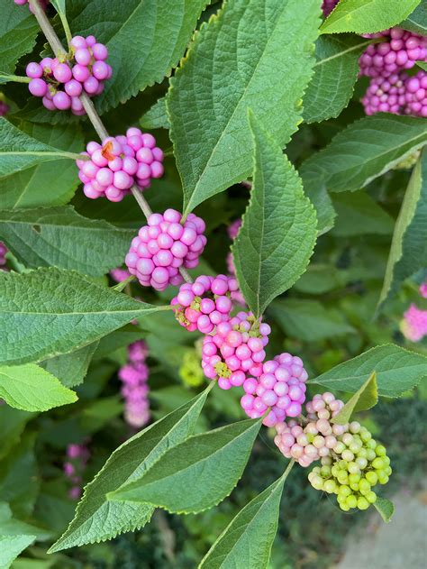 Garden Adventurer: Beyond Purple: The Other Beautyberries | Wake Living