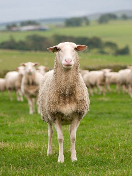 The Lacaune breed of sheep originates from a south region of France. It ...