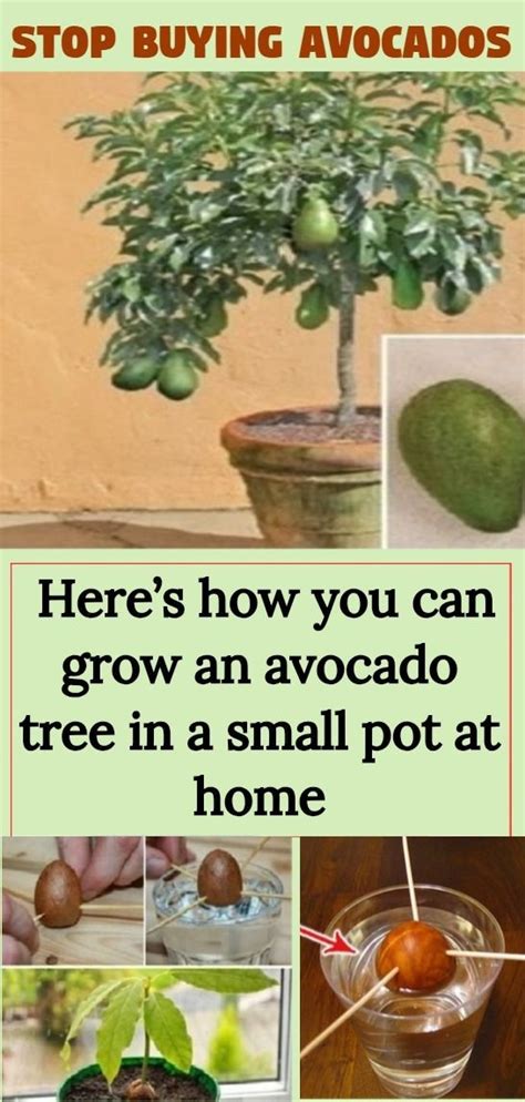 Incredible How Long Does It Take To Grow Avocado Tree From Seed ...