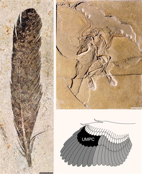 First Fossil Feather Ever Found Belonged to Archaeopteryx ...