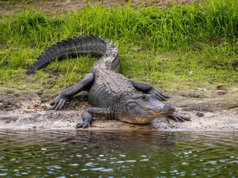 American Alligator - A-Z Animals