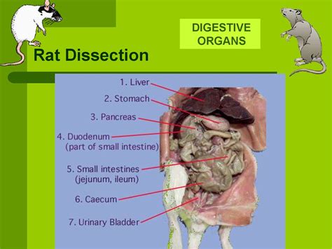 Label The Structures Of The Dissected Rat