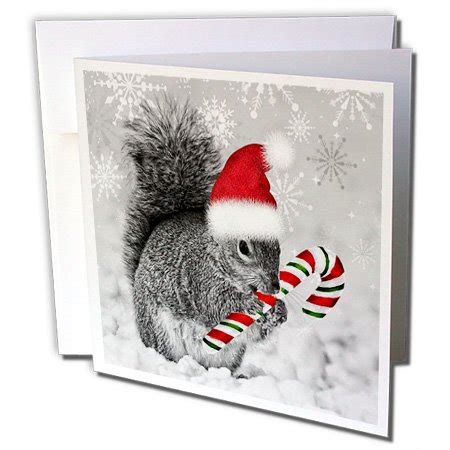 Squirrel Christmas Cards