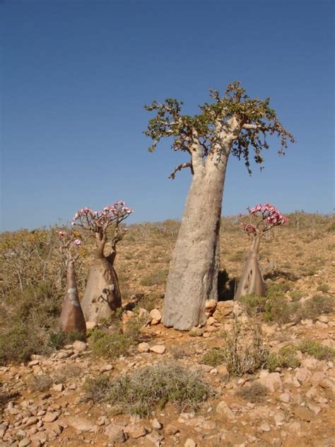 Socotra Island – First Choice Plant Nursey