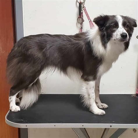 The best ways & tools on how to groom a Border Collie - BorderCollieHealth