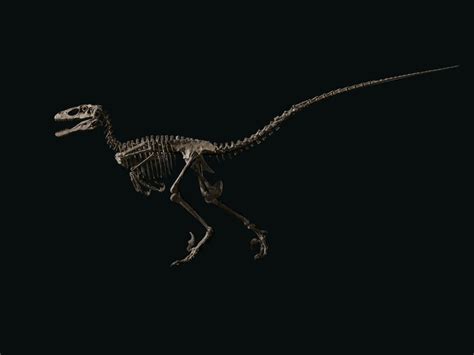 Christie’s Auctioned Off a Velociraptor Skeleton for $12.4 Million ...