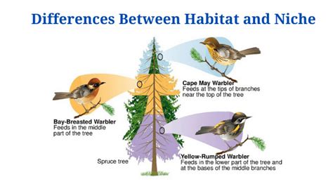 Niche Vs Habitat Definition, Examples, Differences And, 56% OFF