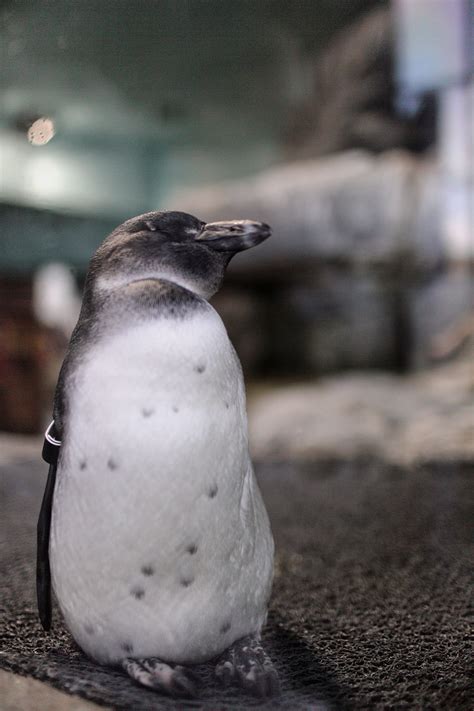 The Monterey Bay Aquarium California >> Local Adventurer